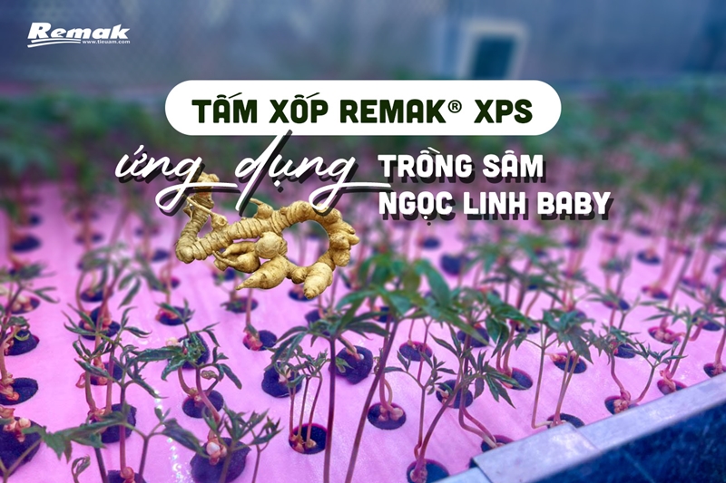 NHÂN SÂM PHÁT TRIỂN TỐT TRONG MÔ HÌNH THỦY CANH KHÉP KÍN